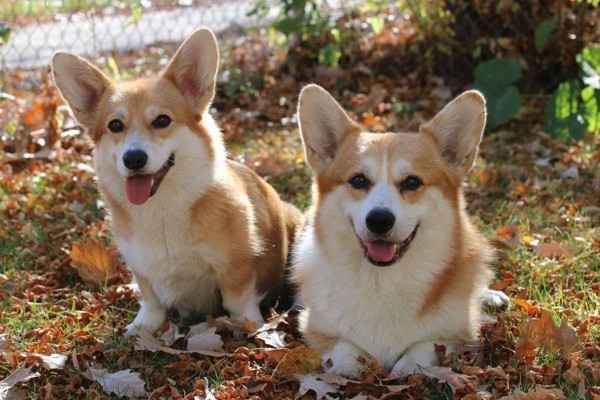 Chó Pembroke Welsh Corgi