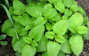 家の蚊とネズミに「手をつないで」植物を植える